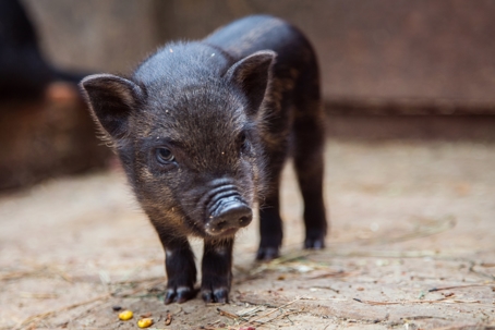 Black baby hog