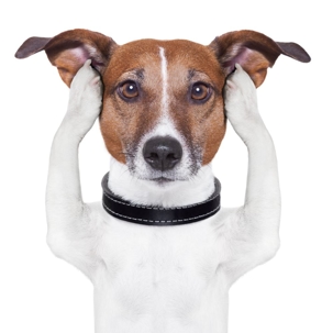 Jack Russel dog with hands over ears