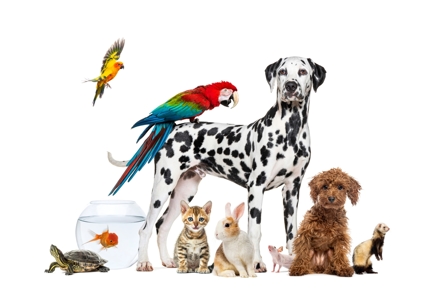 Dalmation dog with parrot on his back, surrounded by birds, a small dog, rabbit, cat, ferret and turtle