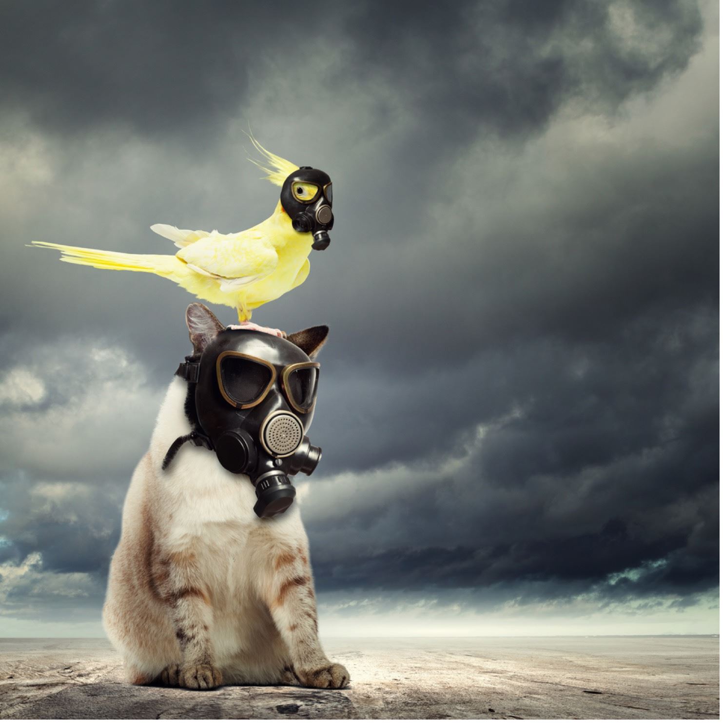 cat with a canary on its head, both wearing gas masks