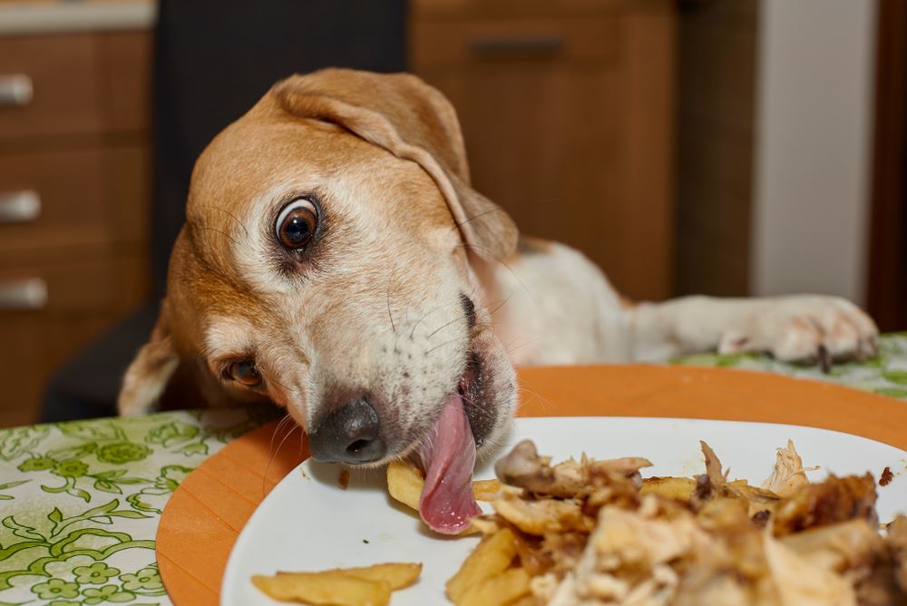 dog licking food off a plate