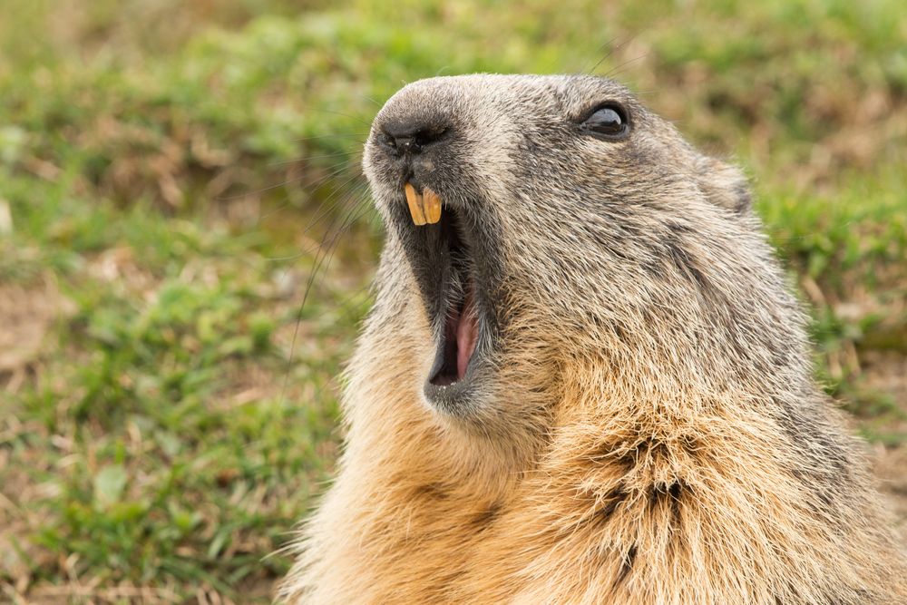 groundhog showing front teeth