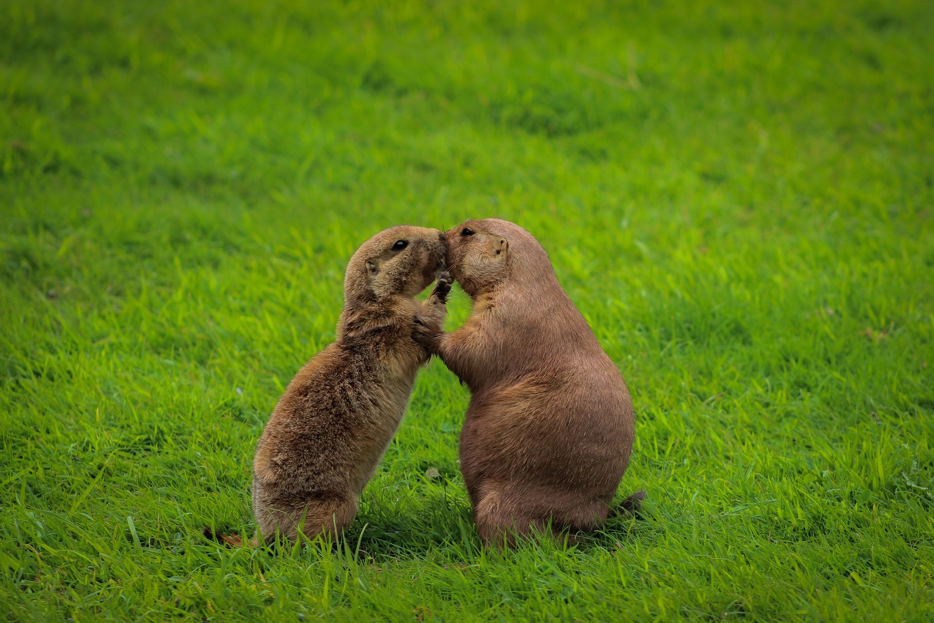 Groundhogs Kissing