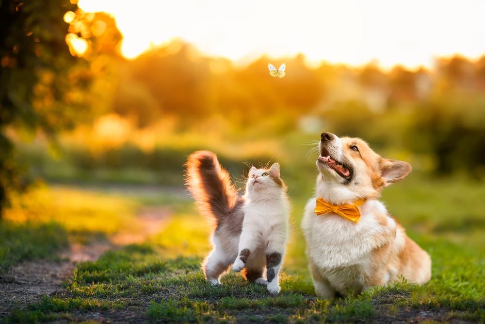 dog and cat outside in sun chasing butterfly