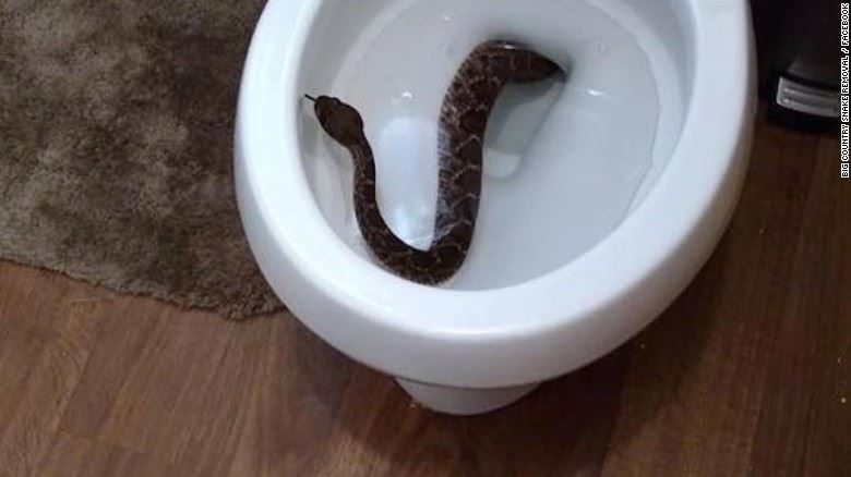 Snake In Toilet