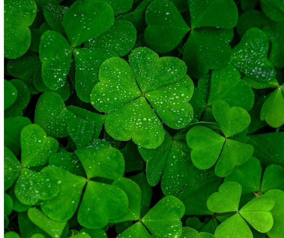 close-up of shamrocks with a four-leaf clover in the center